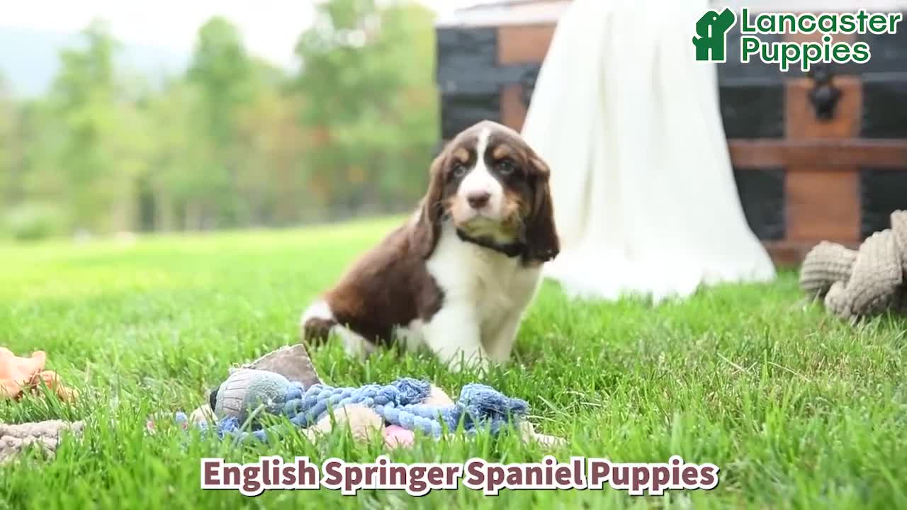 English Springer Spaniel dogs for sale: Zippy - Video 1