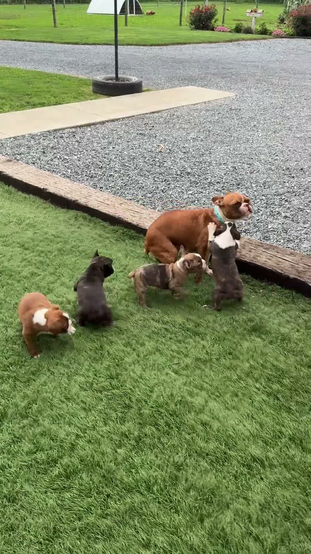 Boston Terrier dogs for sale: Keeth - Video 1