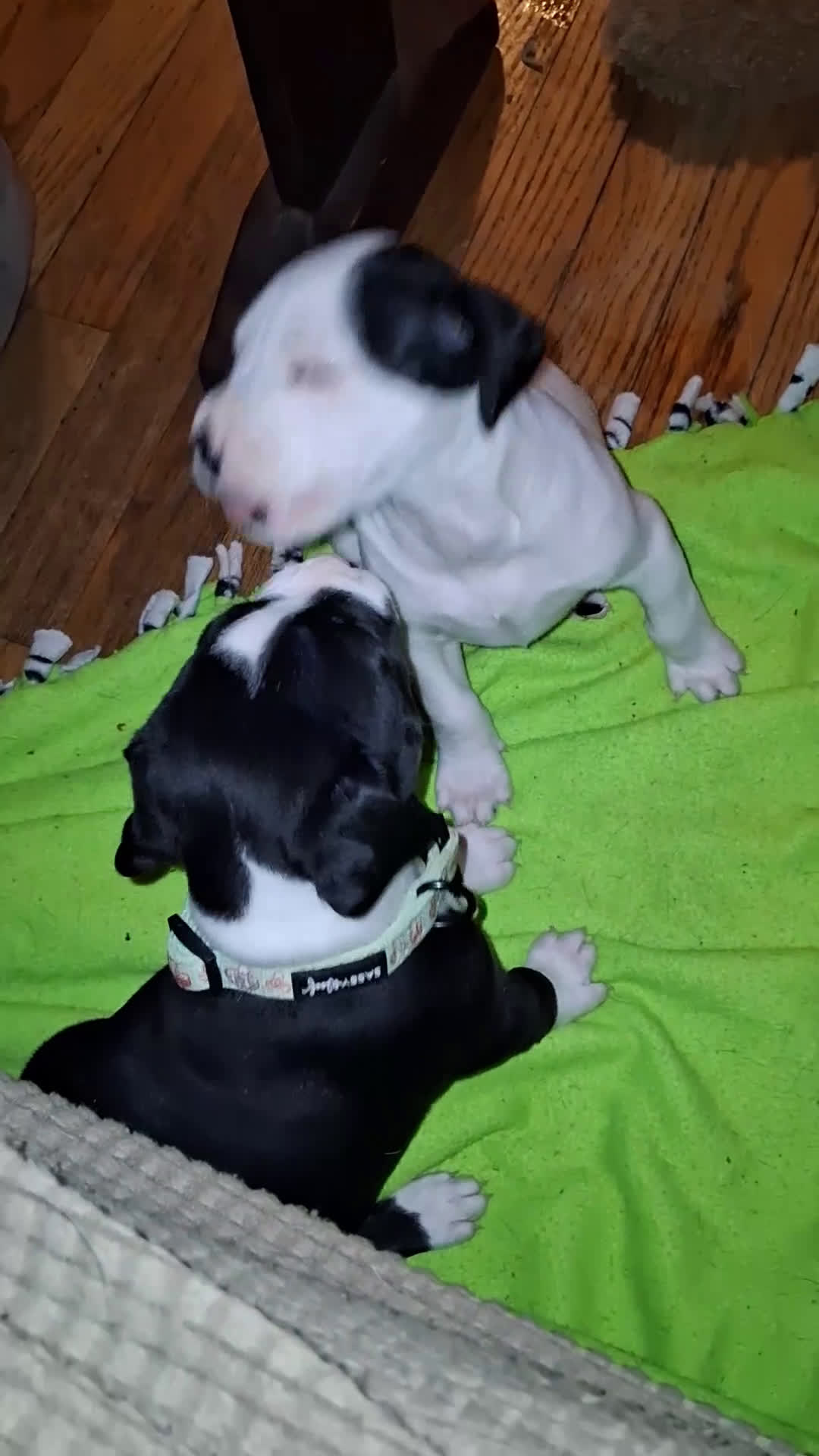 Mixed Breed dogs for sale: Mixed Breed Puppy 3 - Video 1