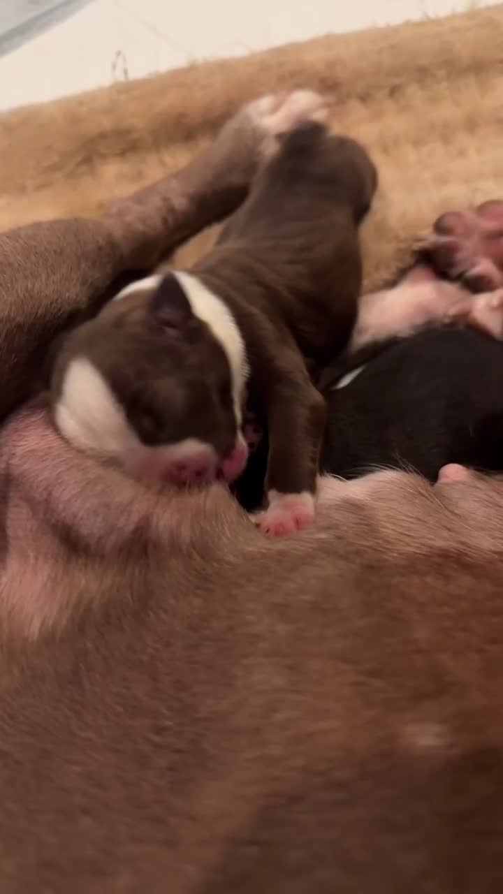 Boston Terrier dogs for sale: Tuesday - Video 2