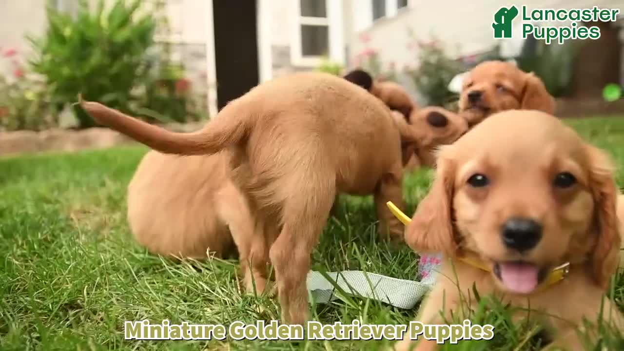 Miniature Golden Retriever dogs for sale: Sneakers - Video 1