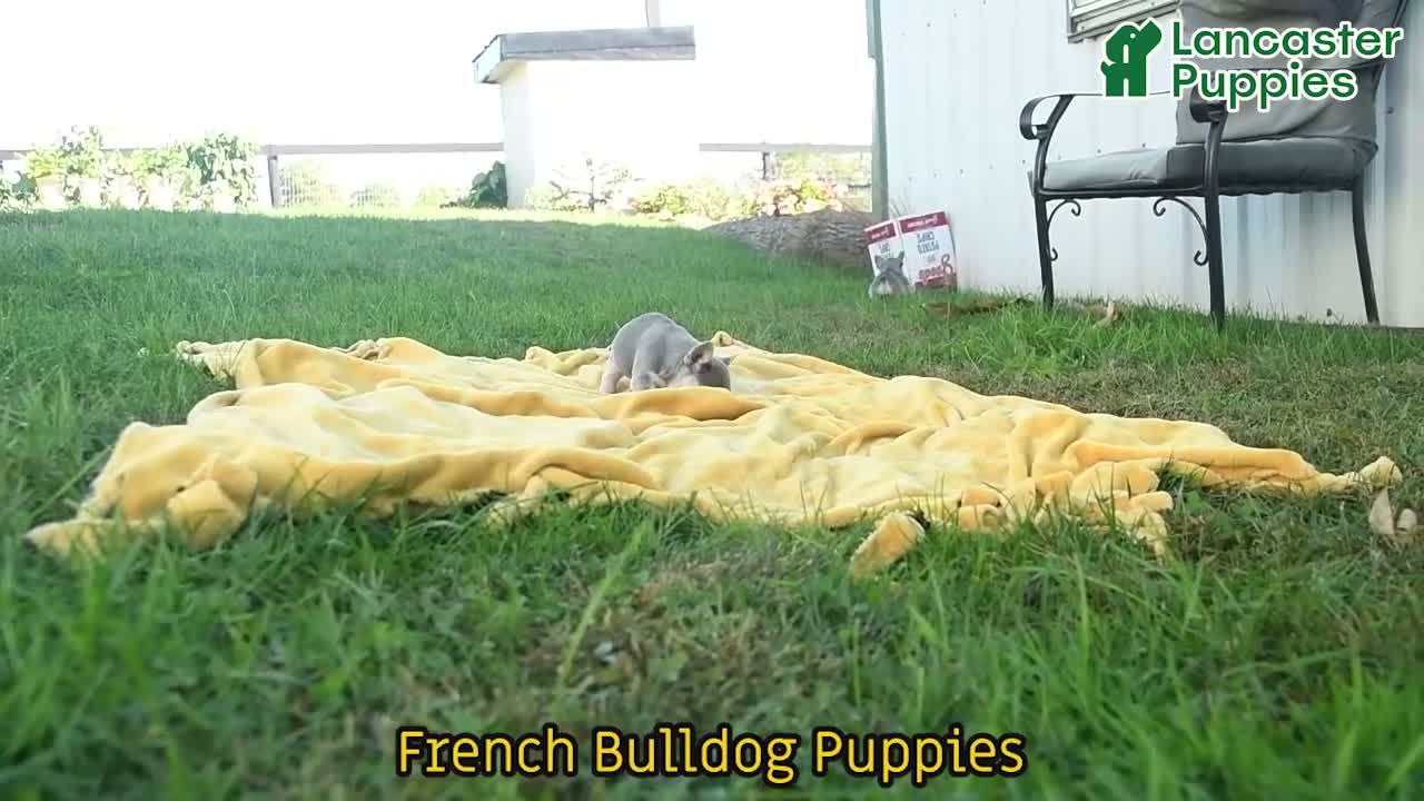 French Bulldog dogs for sale: Felix - Video 1