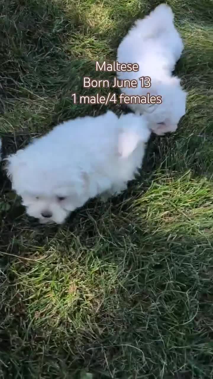 Maltese dogs for sale: Tulip - Video 2