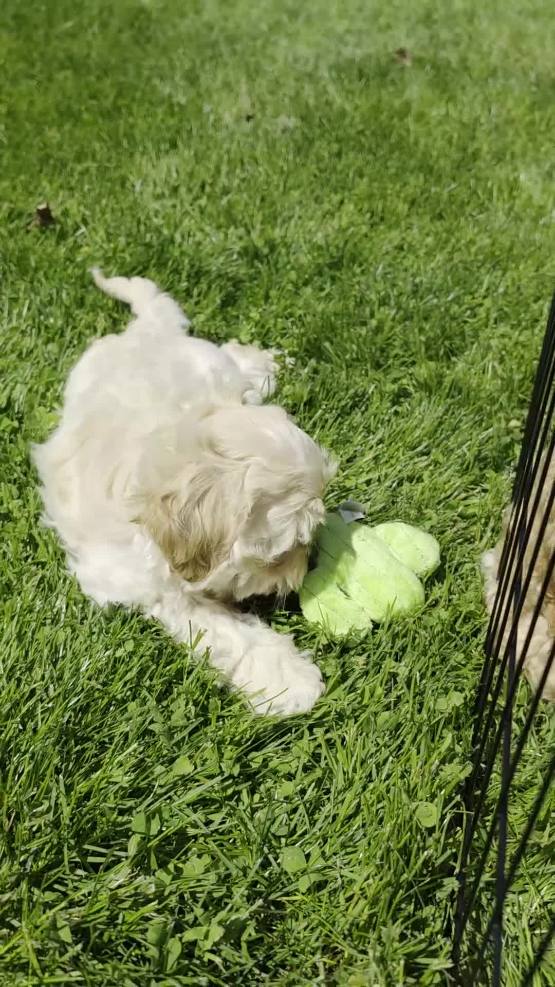 Shihpoo dogs for sale: Marshmallow - Video 2