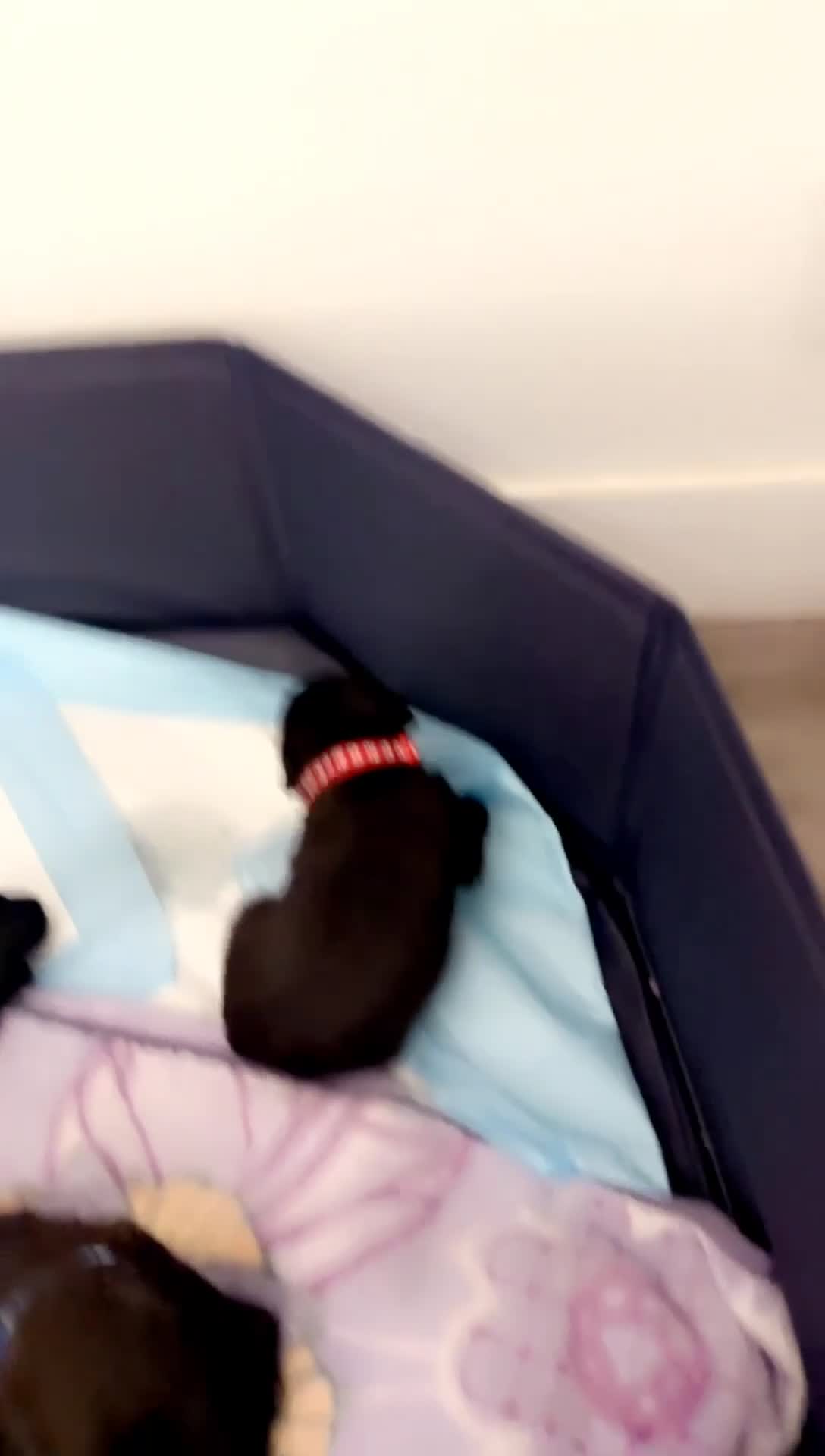 Mixed Breed dogs for sale: Purple - Video 1