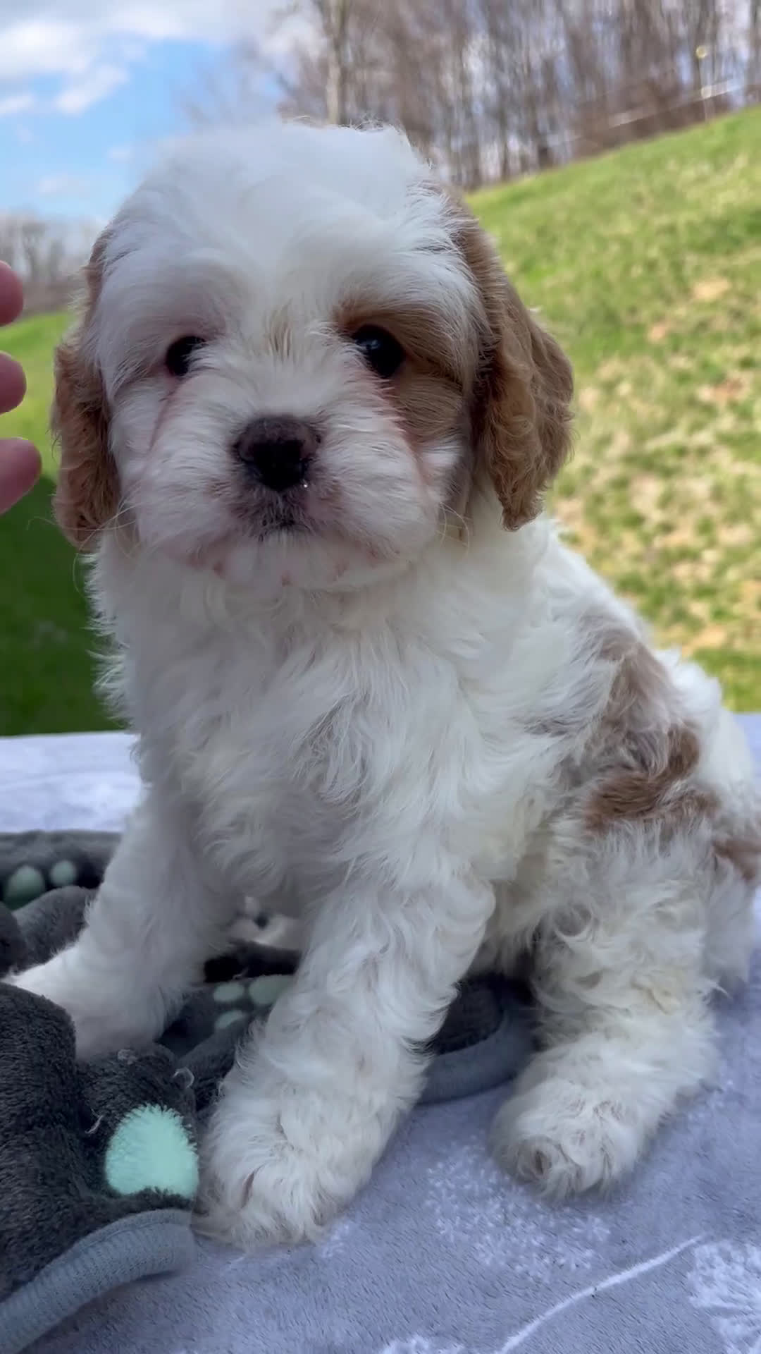 Cavapoo dogs for sale: Bella - Video 1