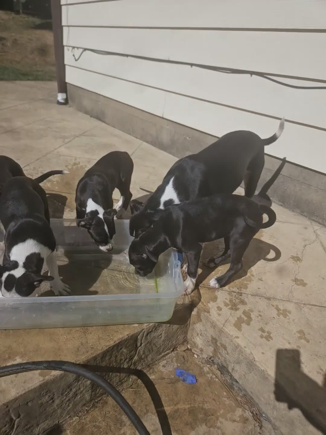 Mixed Breed dogs for sale: Star - Video 1