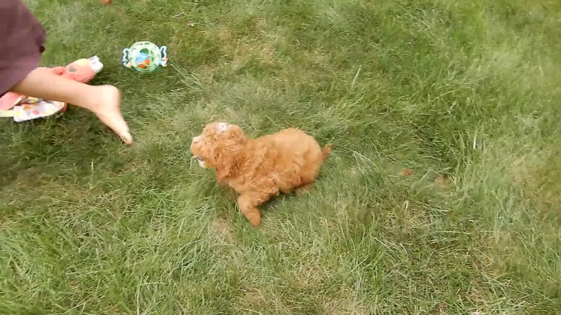 Cavapoo dogs for sale: Bubbles - Video 1
