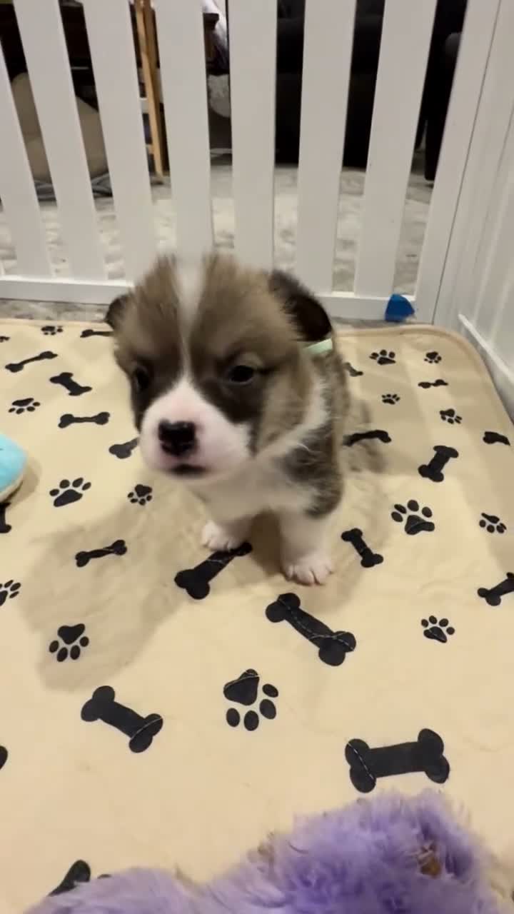 Welsh Corgi Pembroke dogs for sale: Fitz - Video 2