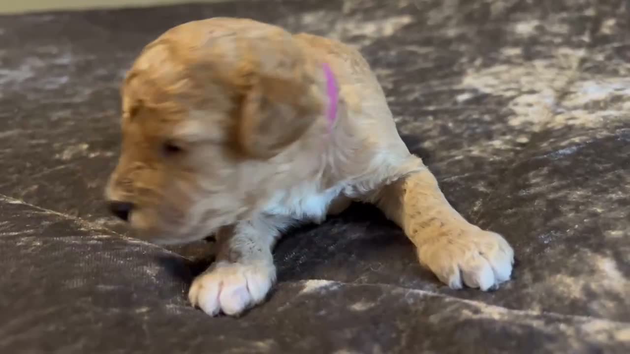 Cavapoo dogs for sale: Cavapoo 6 Hot Pink Collar - Video 1