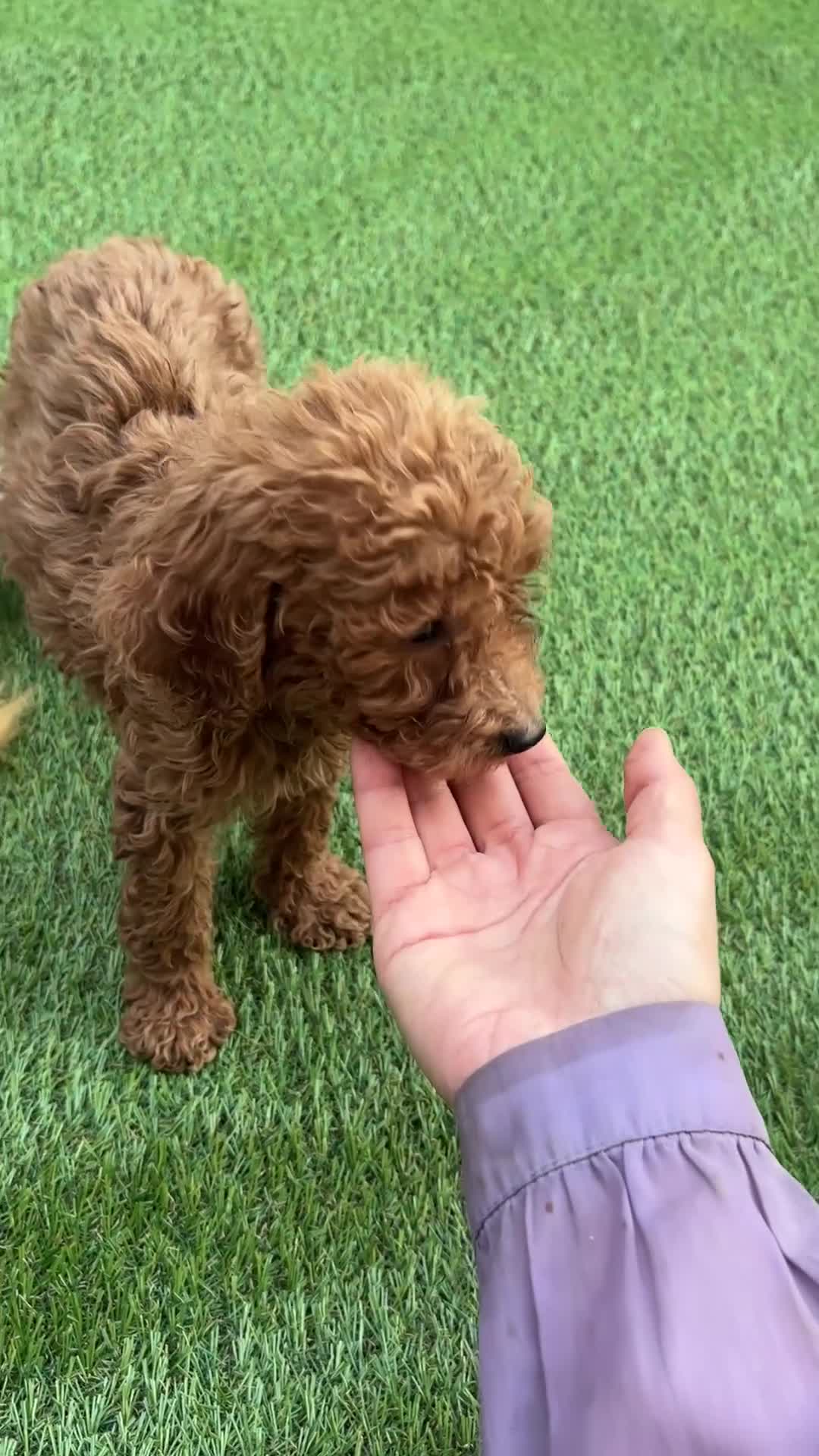 Standard Poodle dogs for sale: Daisy - Video 1