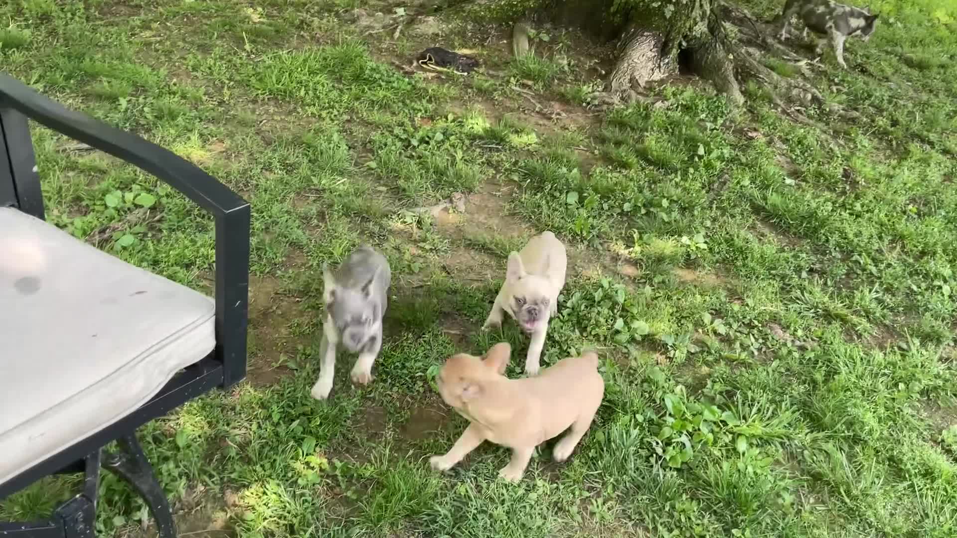 French Bulldog dogs for sale: French Bulldog Puppy 2 - Video 1