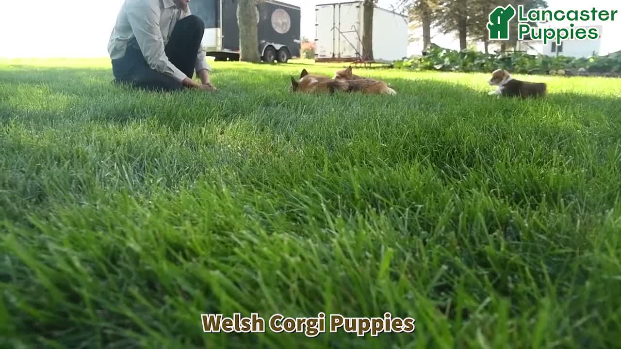 Welsh Corgi Pembroke dogs for sale: Cracker - Video 1