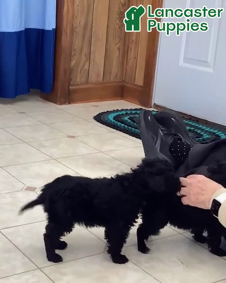 Toy Poodle dogs for sale: Trixie - Video 1