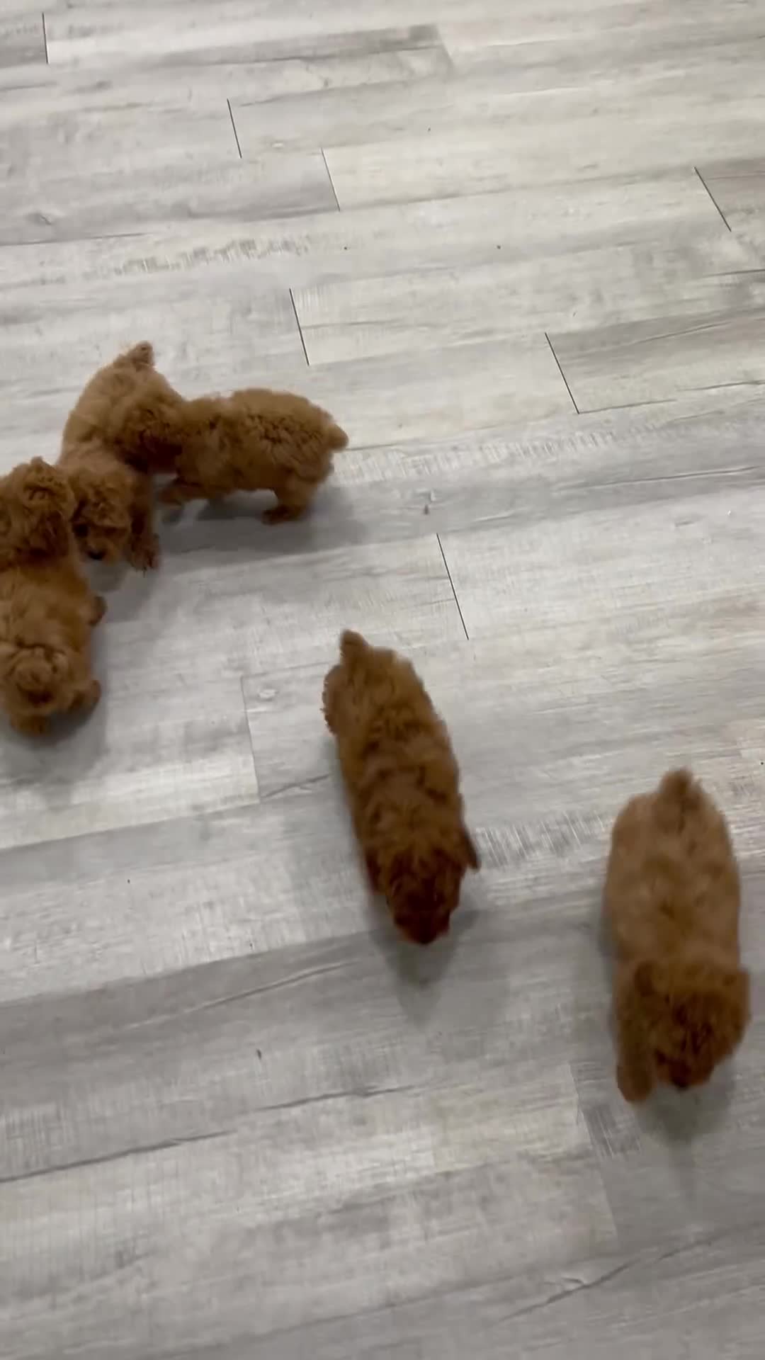 Miniature Poodle dogs for sale: Cinnamon - Video 2