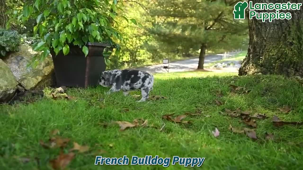 French Bulldog dogs for sale: Frosty - Video 1