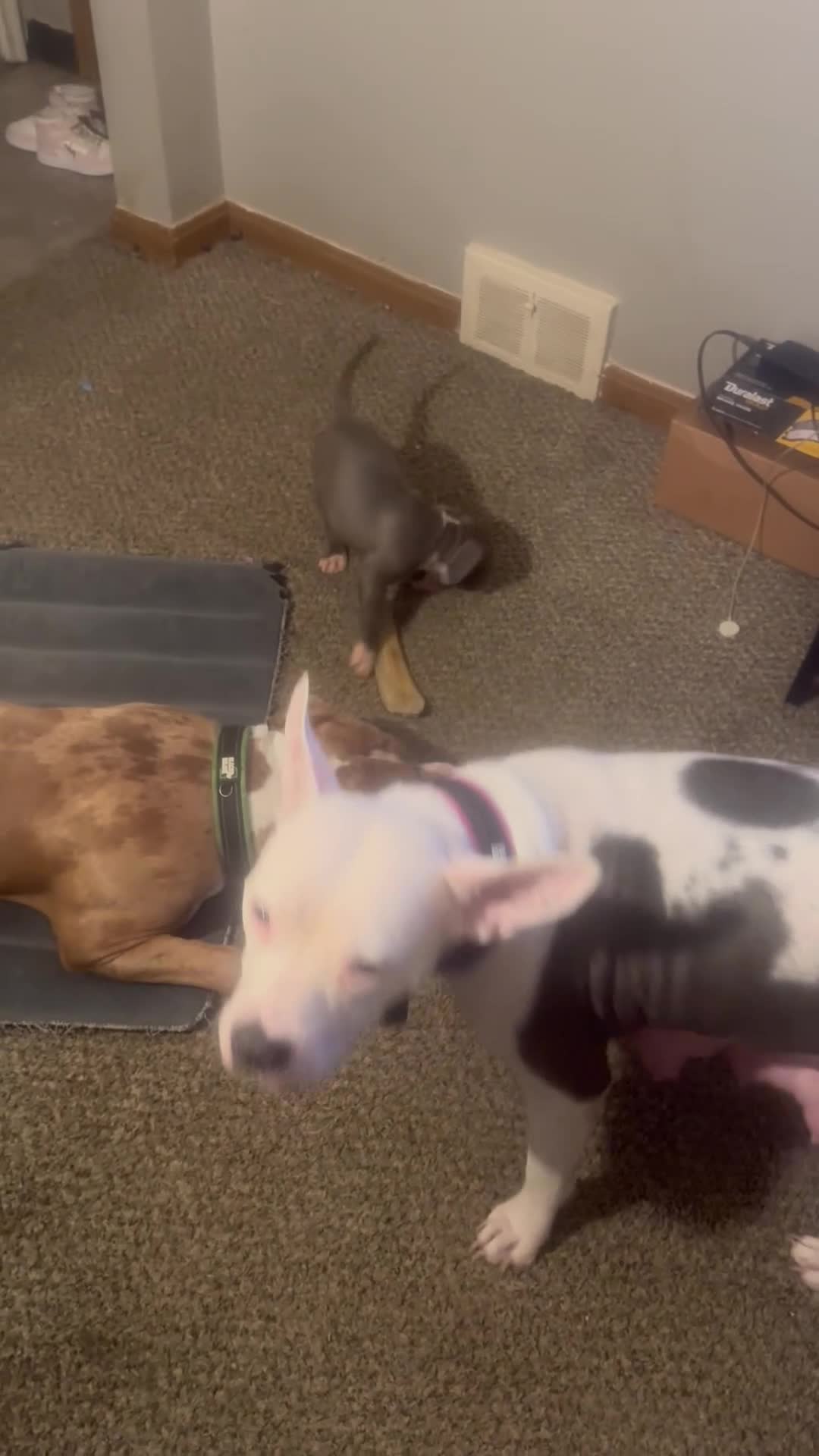 Mixed Breed dogs for sale: Female 1 - Video 1