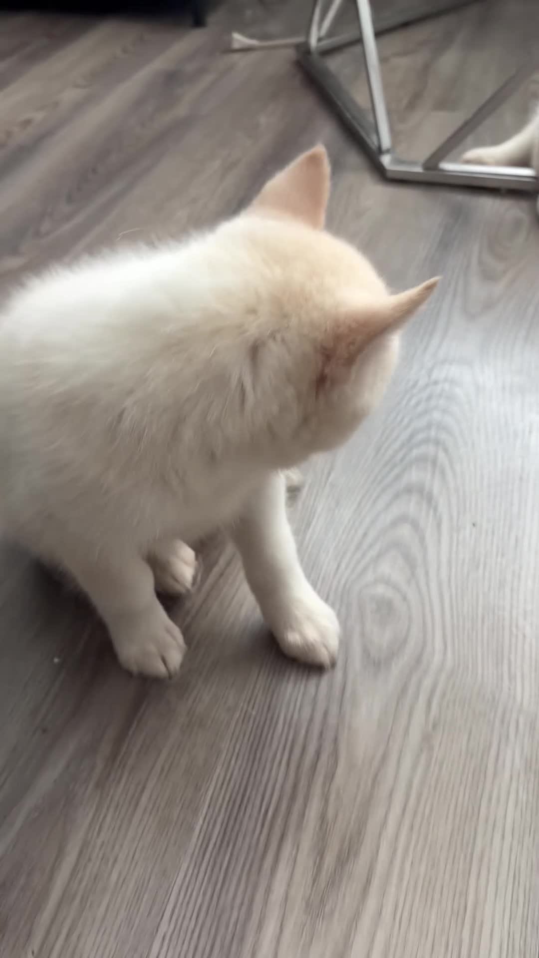 Pomsky dogs for sale: Icis - Video 2