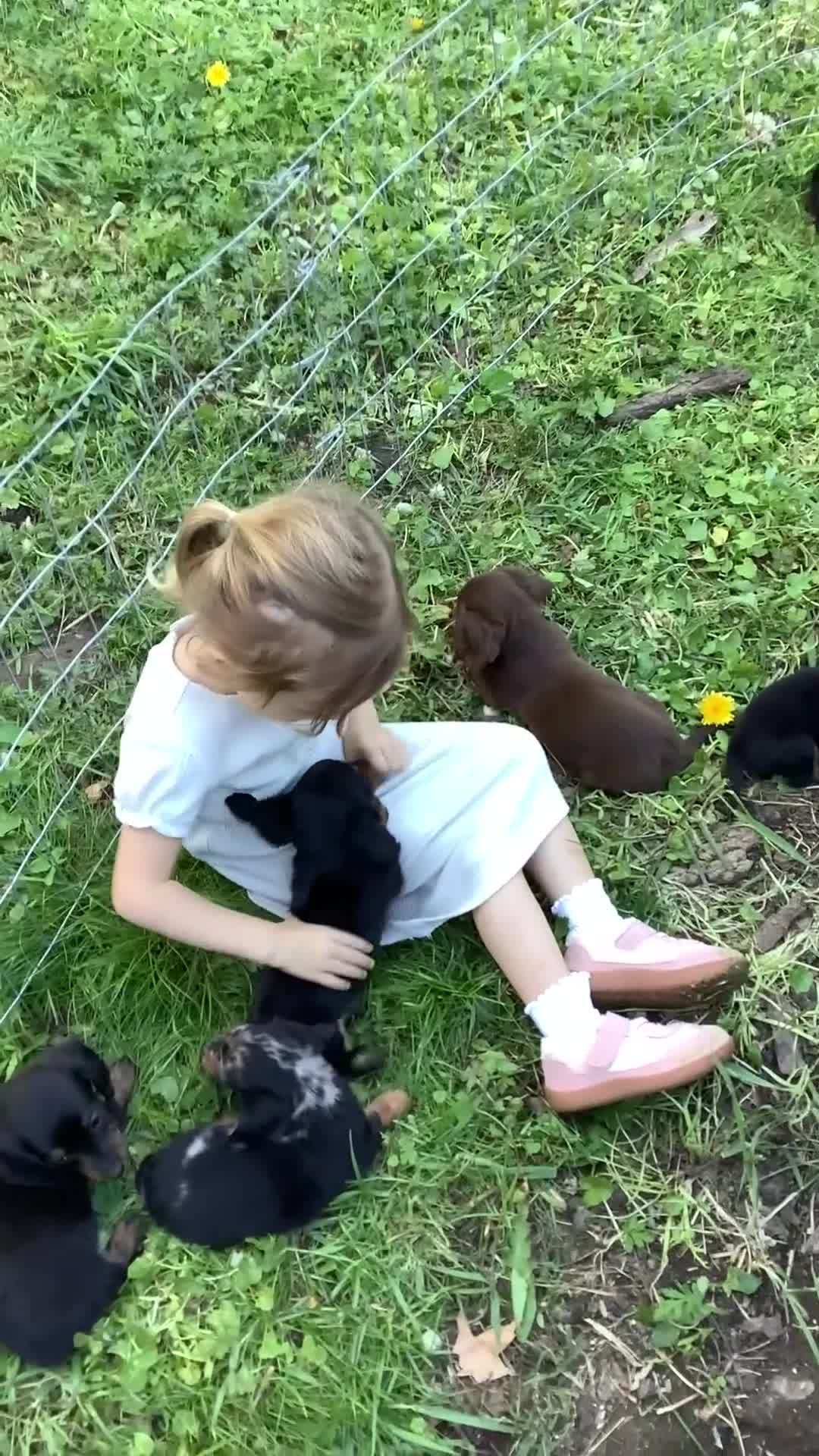 Dachshund dogs for sale: Marley - Video 1