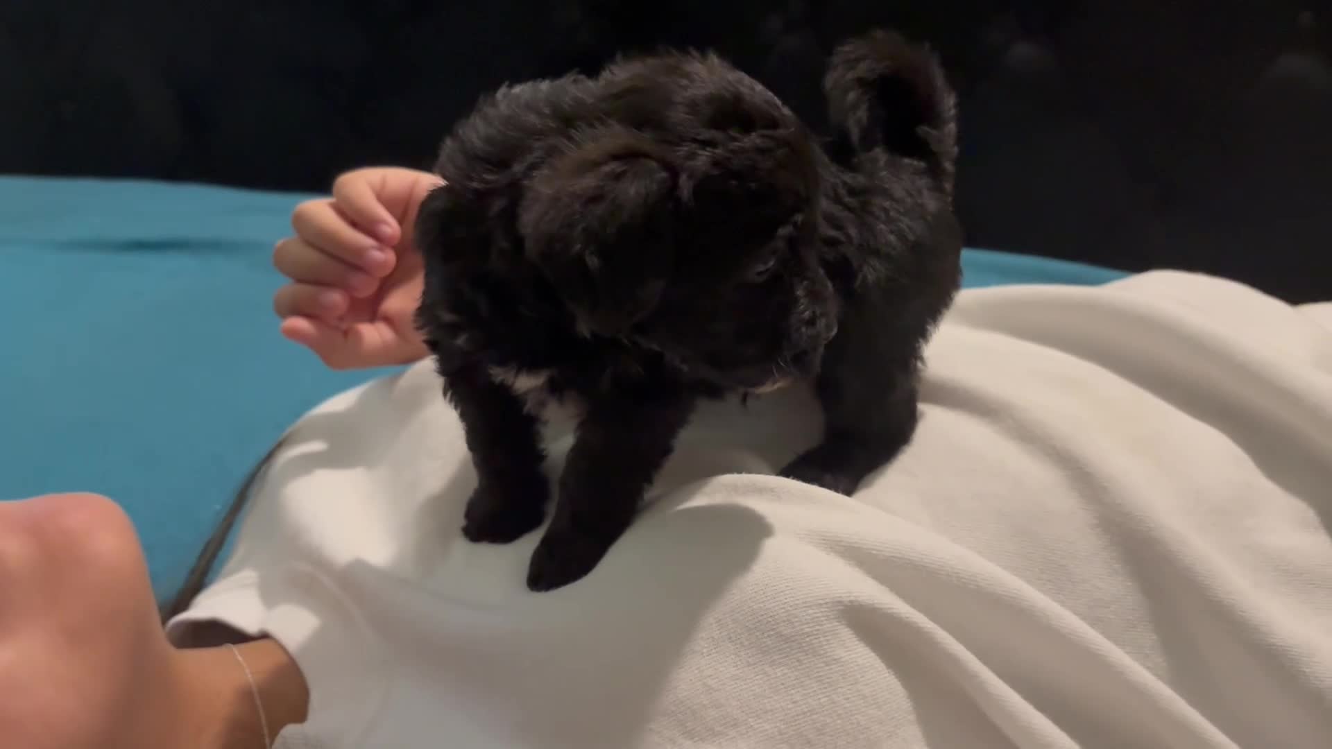 Mixed Breed dogs for sale: 3 Mixed Breed male color black and white on the chest and neck and mouth  - Video 1