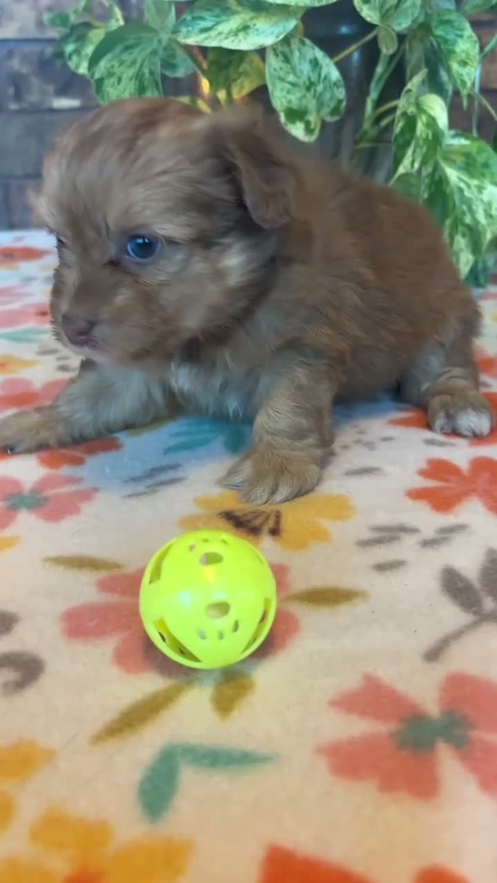 Pomapoo dogs for sale: Pomapoo 6 - Video 1