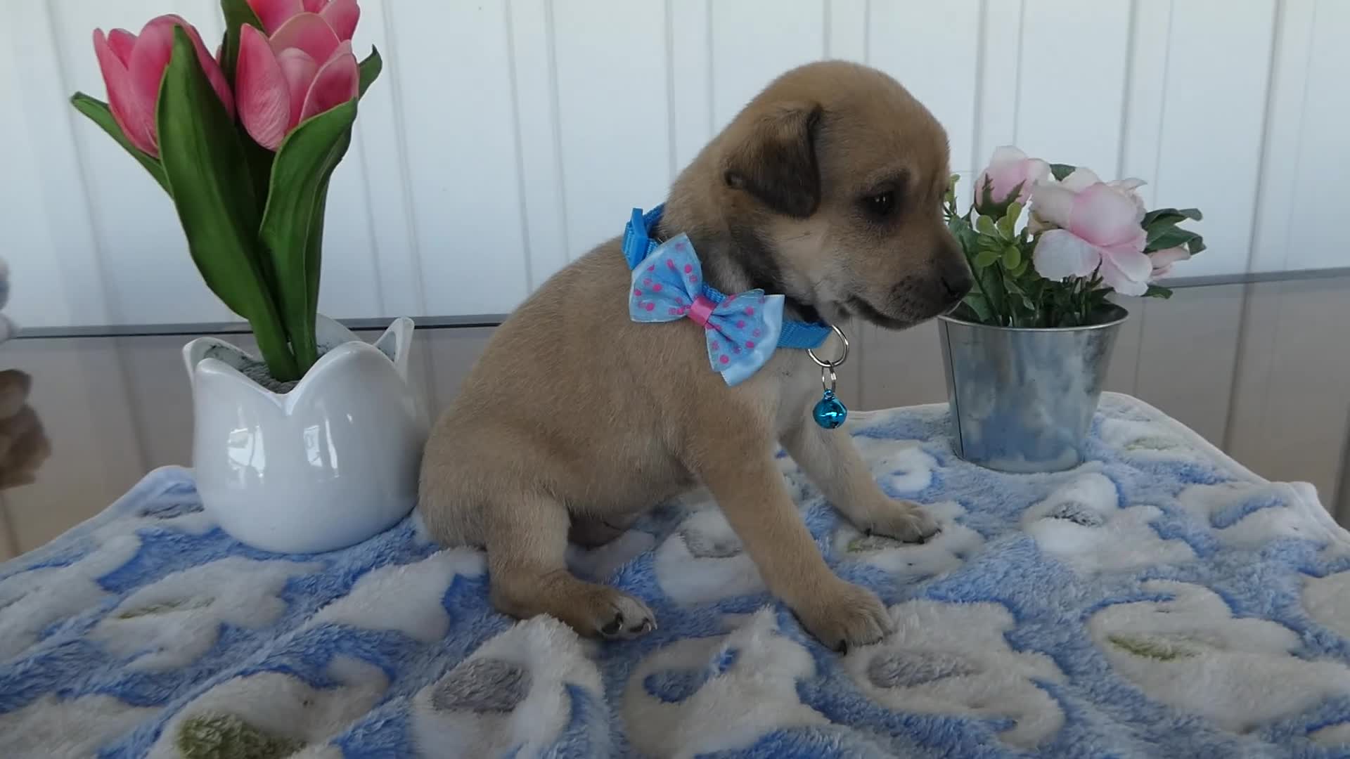Chihuahua dogs for sale: Chihuahua Puppy 2 Mini - Video 1