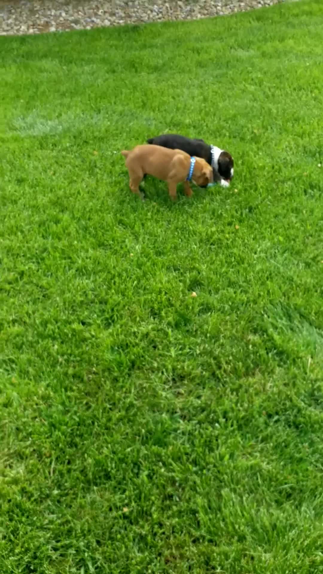 Boxer dogs for sale:  Cooper - Video 1