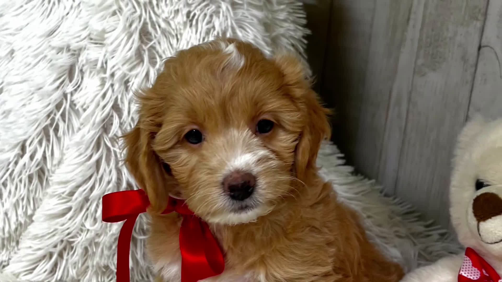 Mini Goldendoodle dogs for sale: Juliett (Miniature Girl) - Video 1