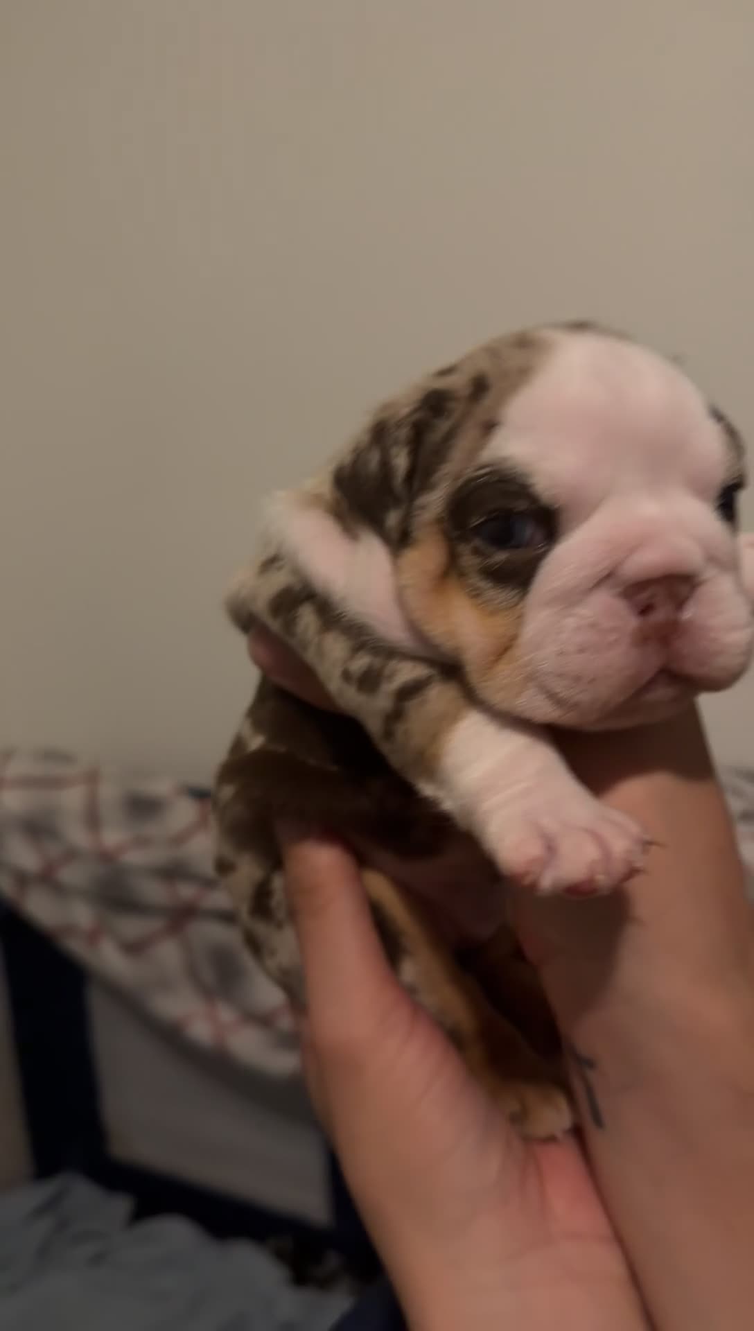 English Bulldog dogs for sale: Male Black Tri - Video 6