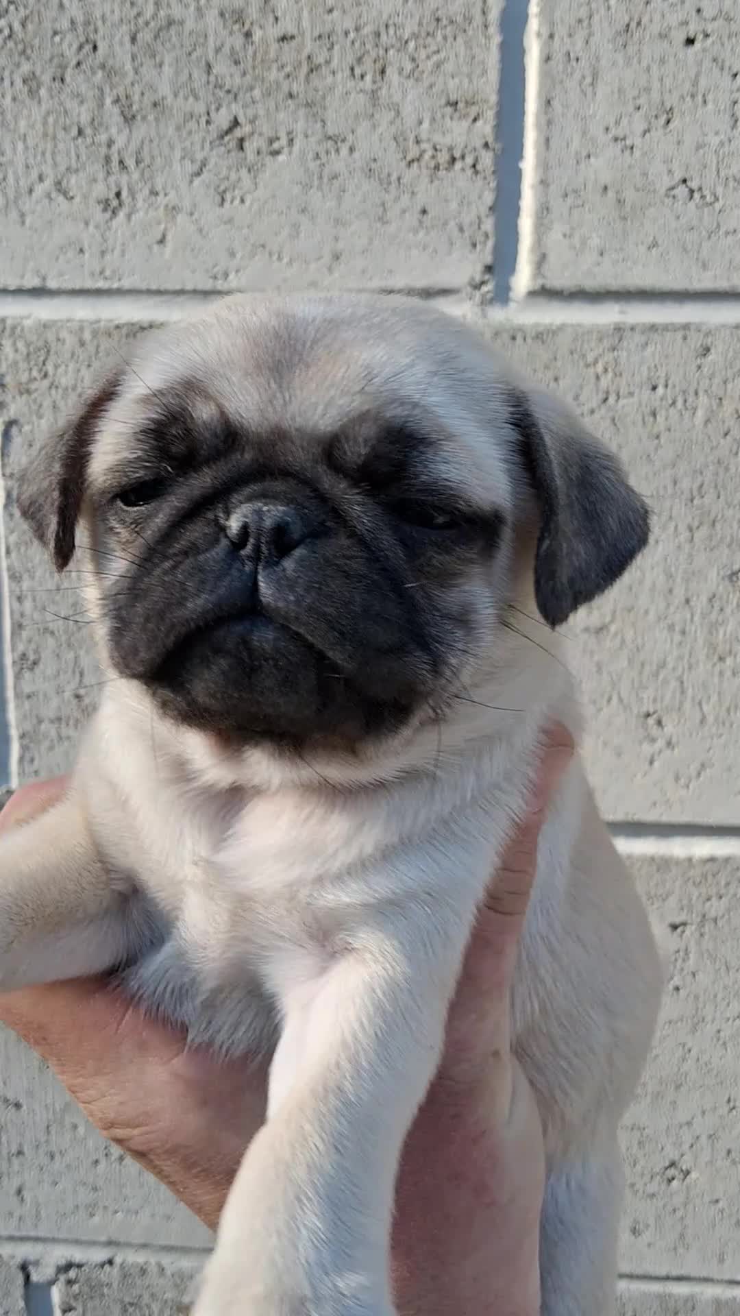 Pug dogs for sale: Darla - Video 1