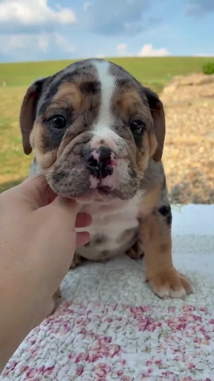 Beabull dogs for sale: Henry - Video 1