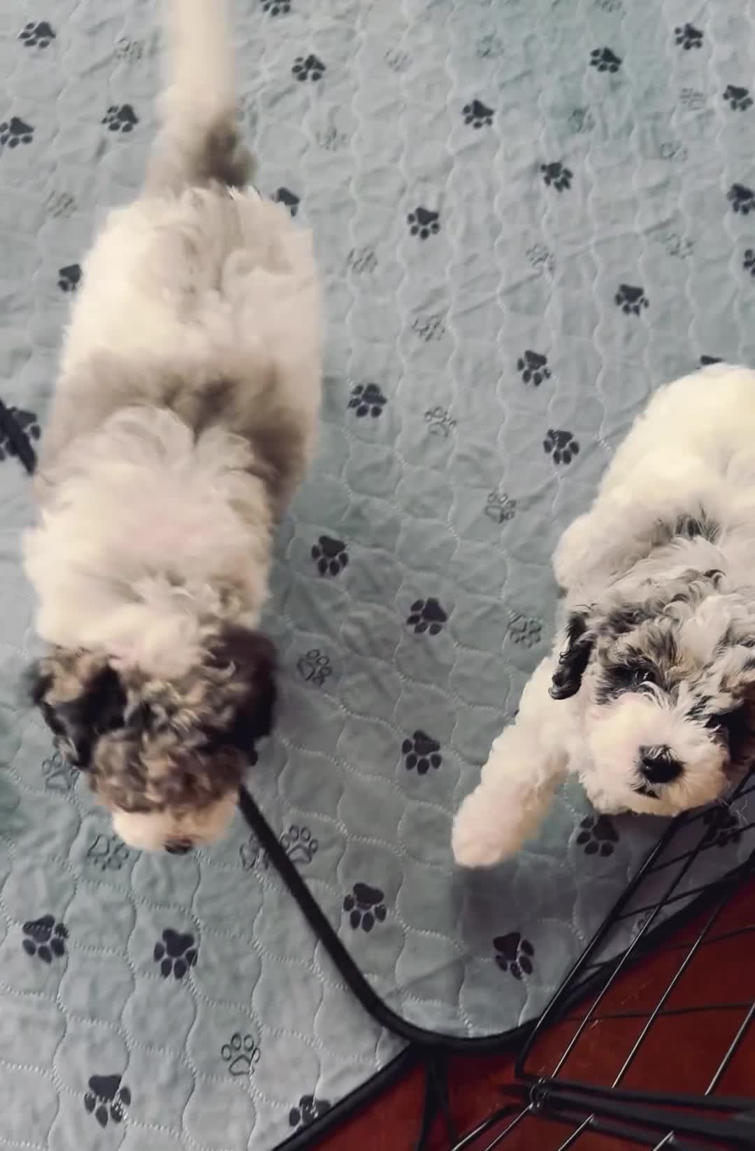 Shihpoo dogs for sale: Parti Male Shihpoo Puppy Available  - Video 1