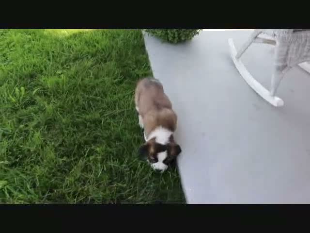 Saint Bernard dogs for sale: Maria - Video 1
