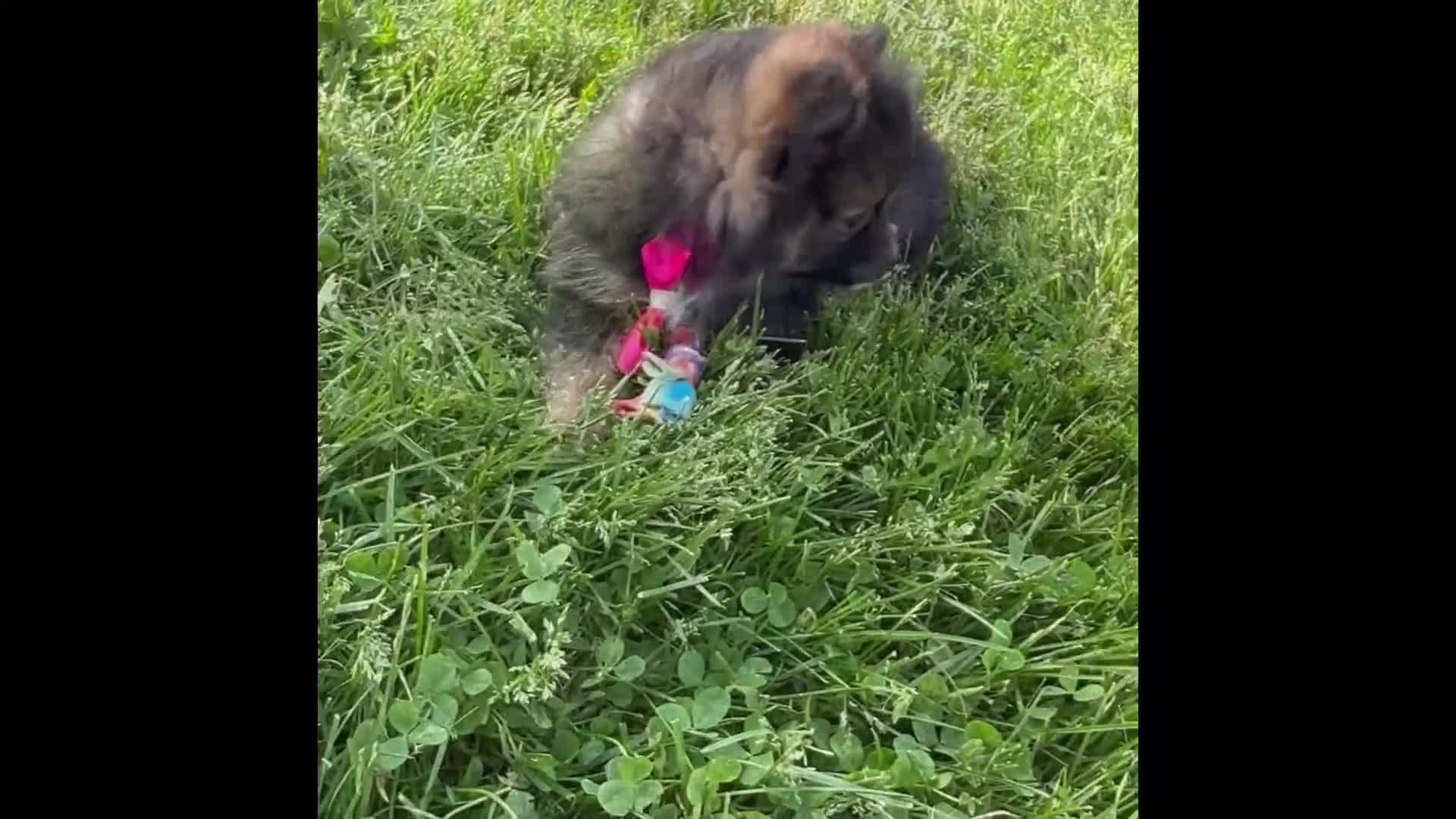 Pomeranian dogs for sale: Muffin  - Video 1