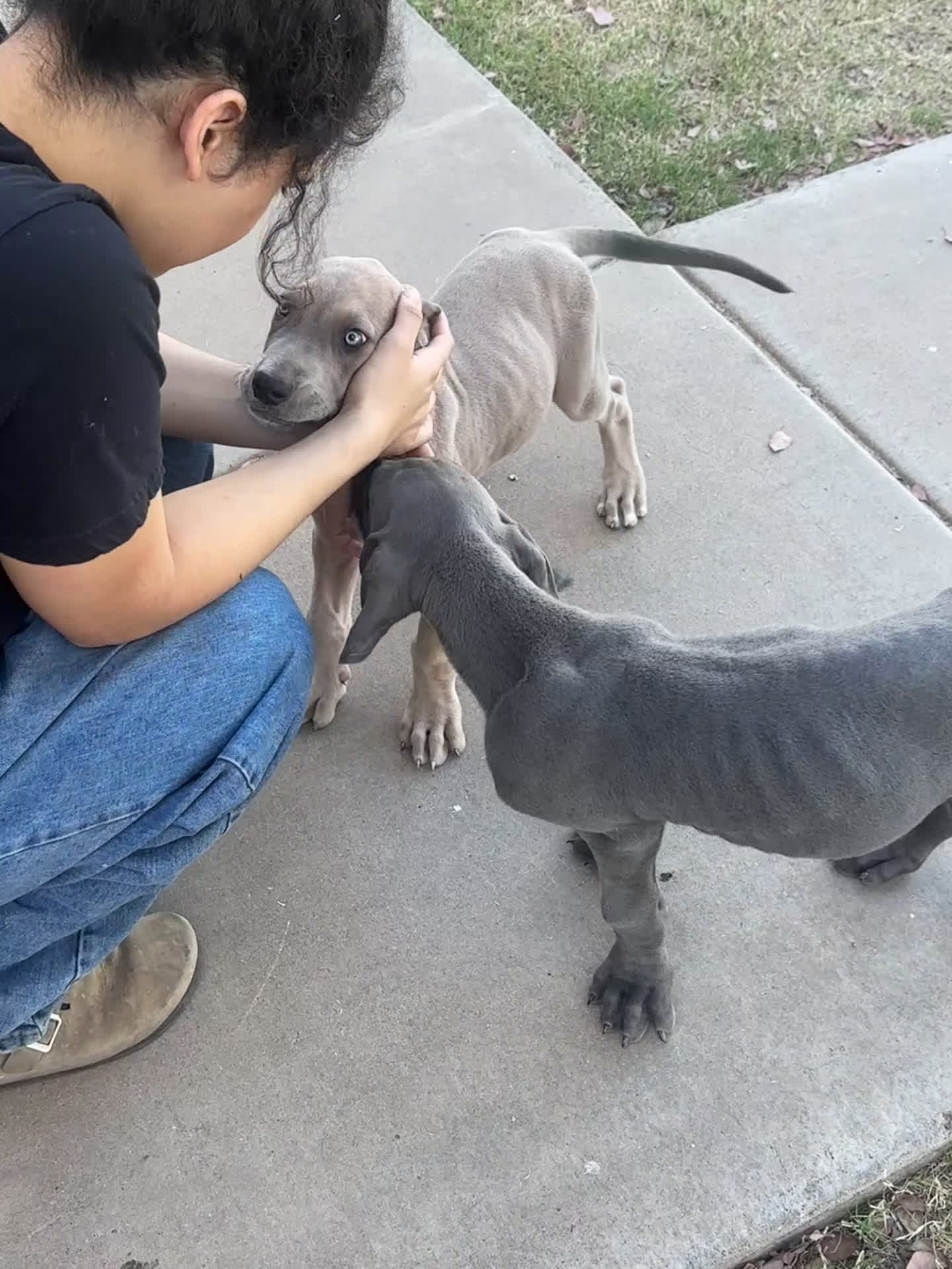 Great Dane dogs for sale: Great Dane Puppy 6 - Video 1