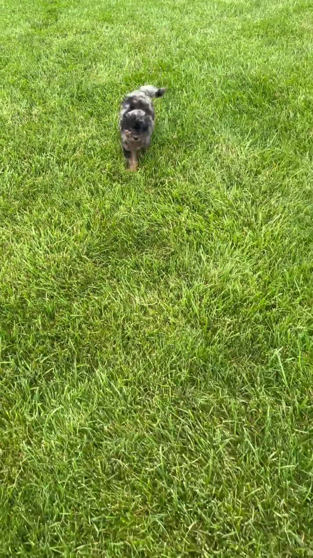 Cavapoo dogs for sale: Jack - Video 1