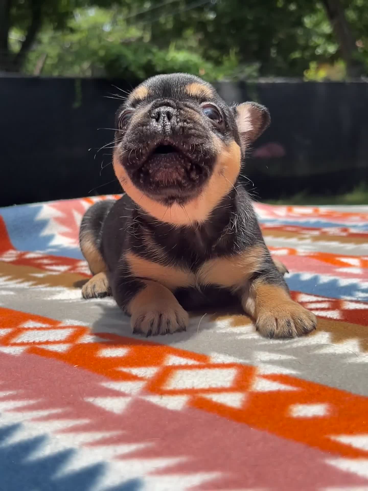 French Bulldog dogs for sale: Luna - Video 1