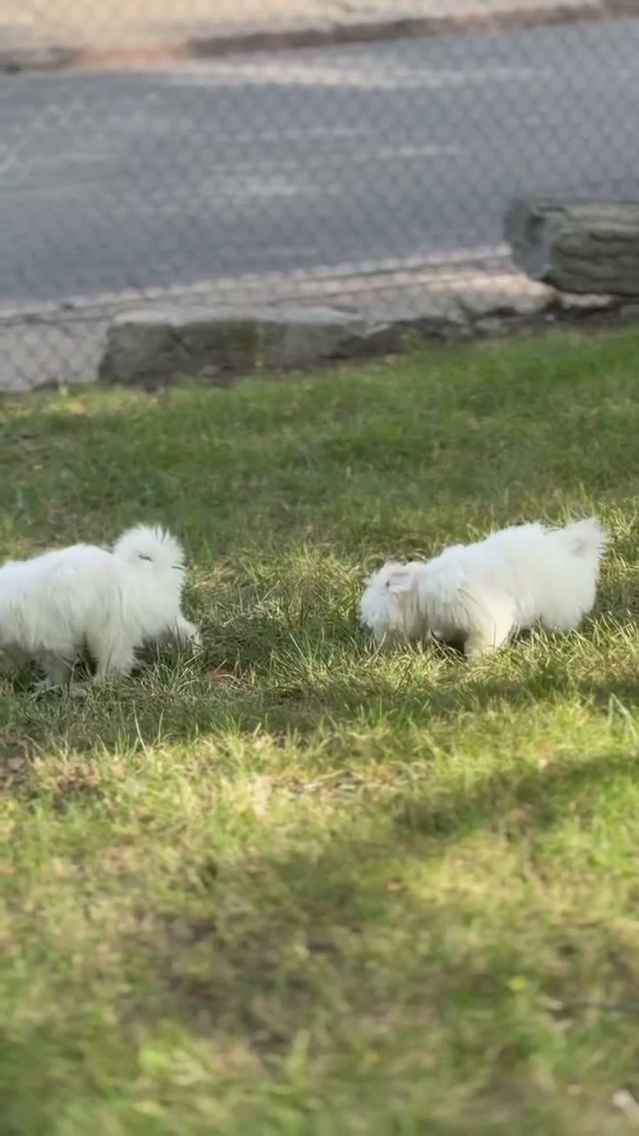 Maltese dogs for sale: Maltese 2 - Video 1