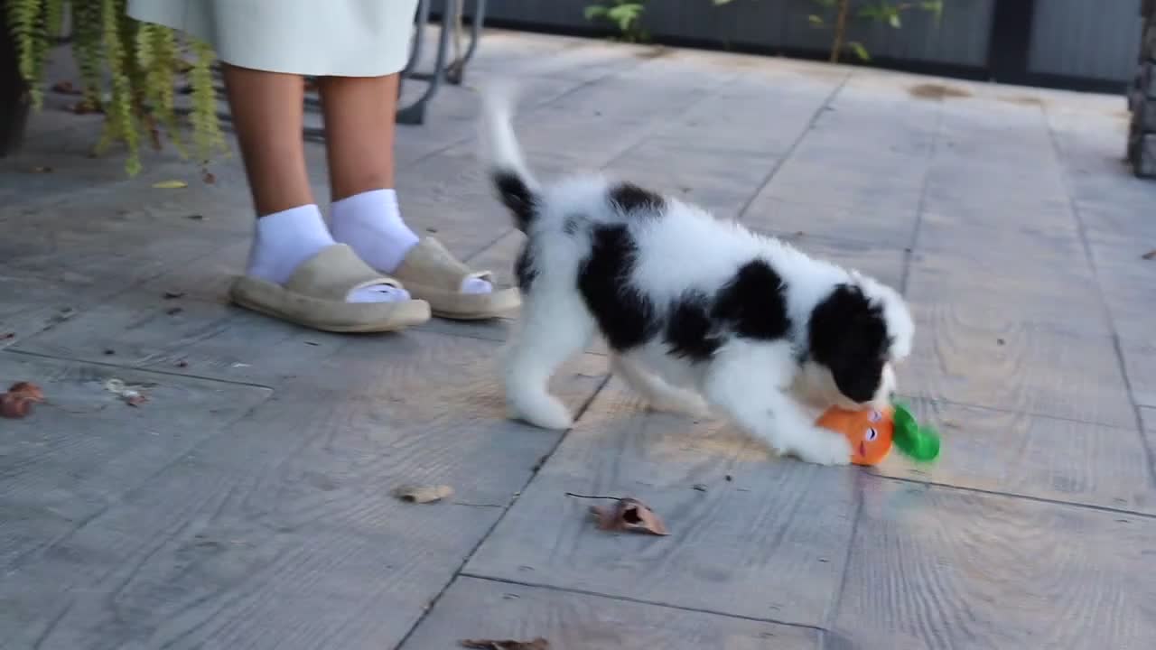 Cavapoo dogs for sale: Brady - Video 1