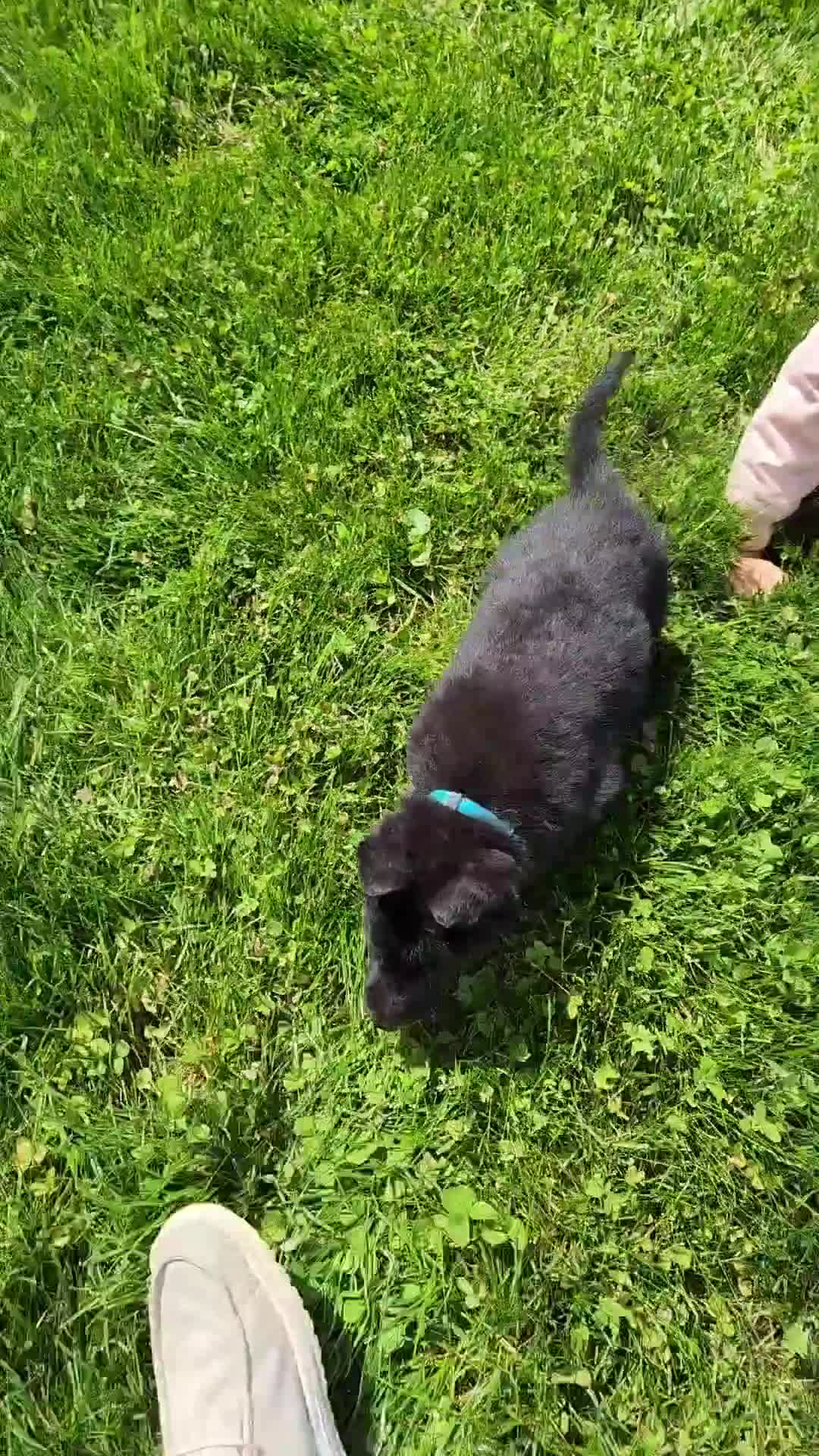 German Shepherd dogs for sale: River - Video 1
