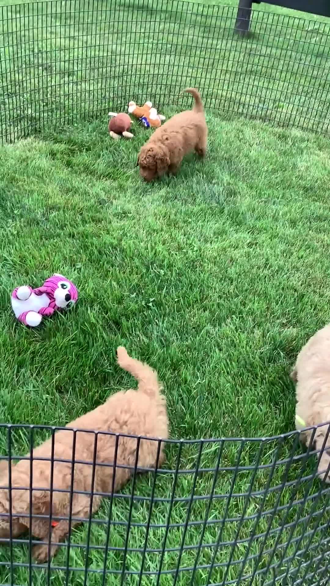 Goldendoodle dogs for sale: Goldendoodle 1 Rascal - f1b   - Video 1