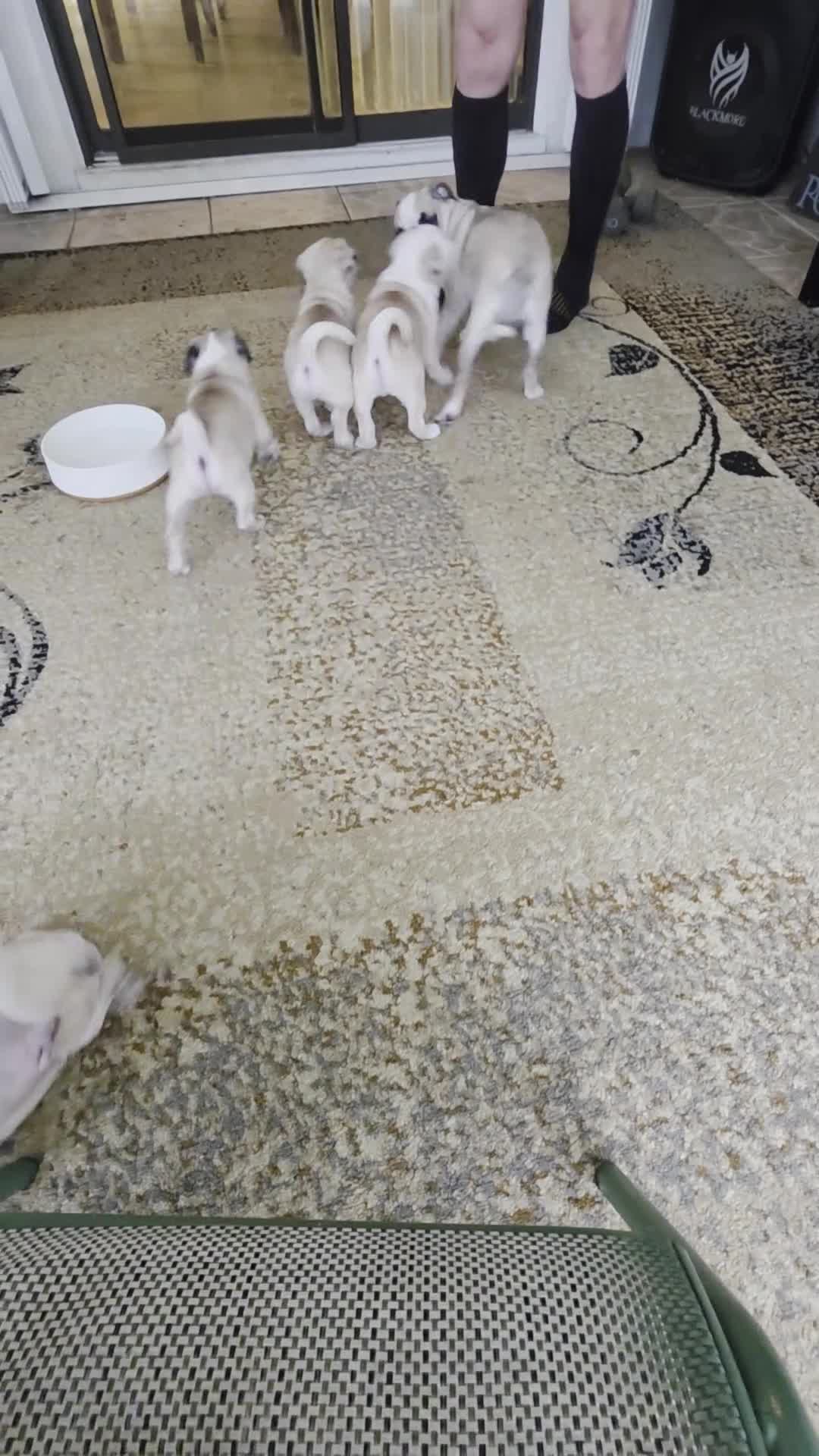 Pug dogs for sale: James - Video 2