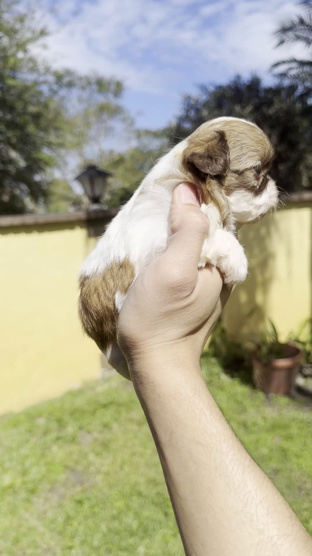 Shih Tzu dogs for sale: Shih Tzu (CUPPY) - Video 2