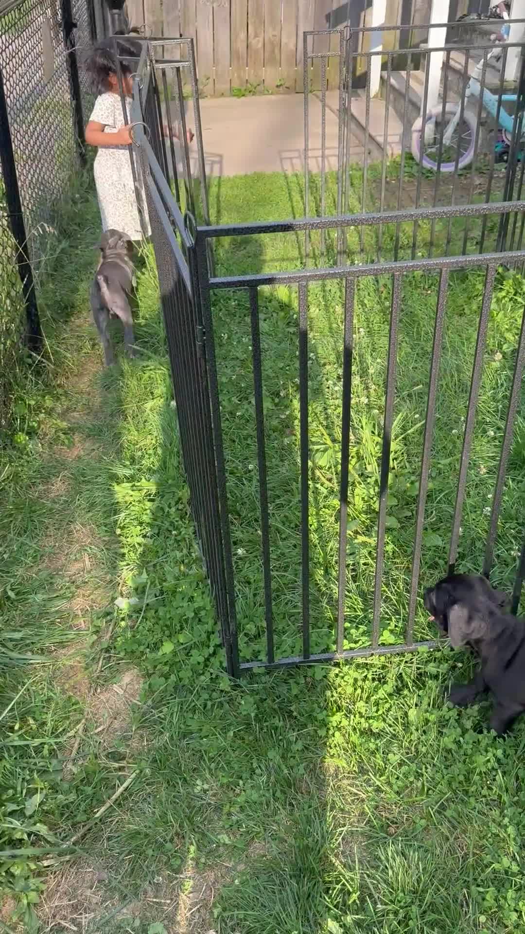 Cane Corso dogs for sale: Ghost - Video 1