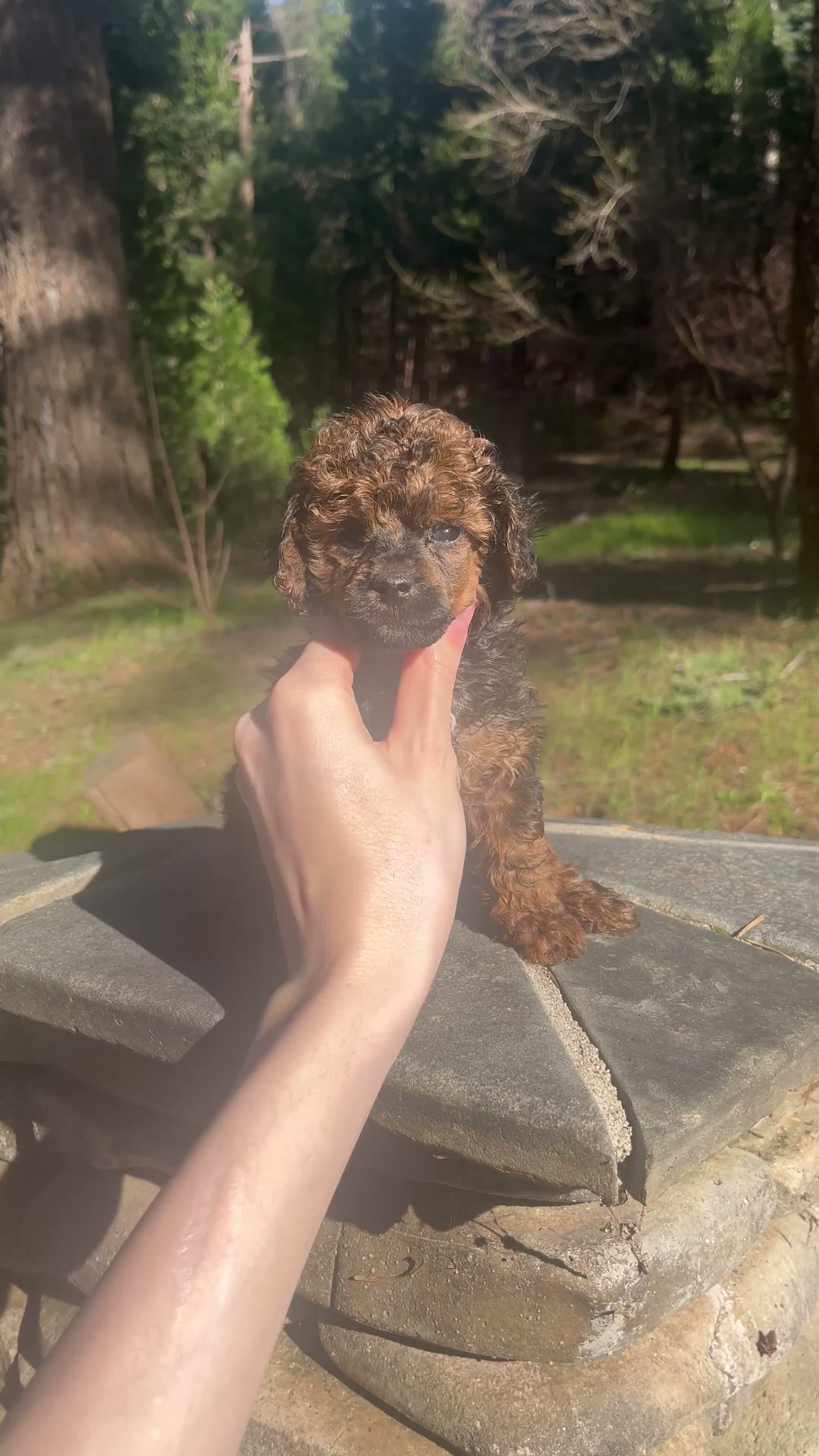 Toy Poodle dogs for sale: Toy Poodle 1 - Video 1