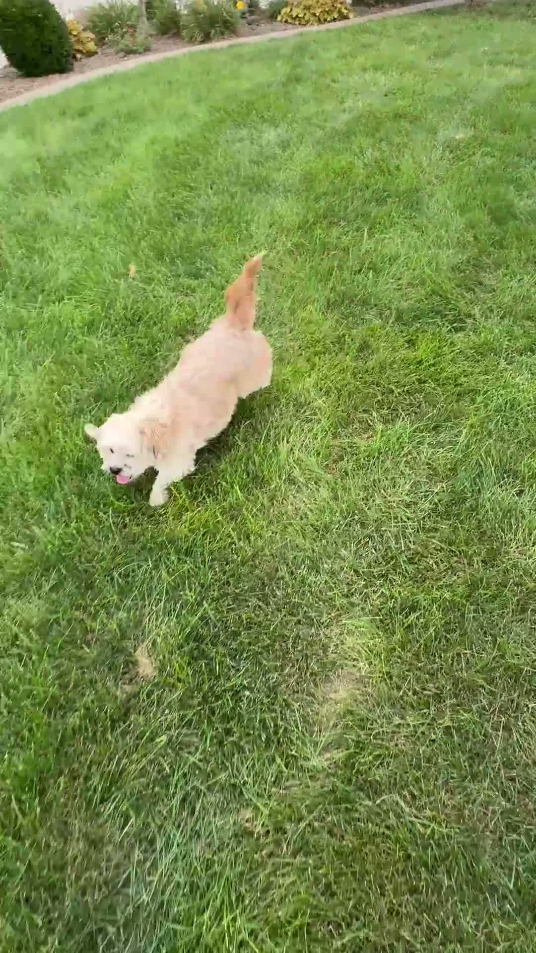 Lhasa Apso dogs for sale: Sammy - Video 1