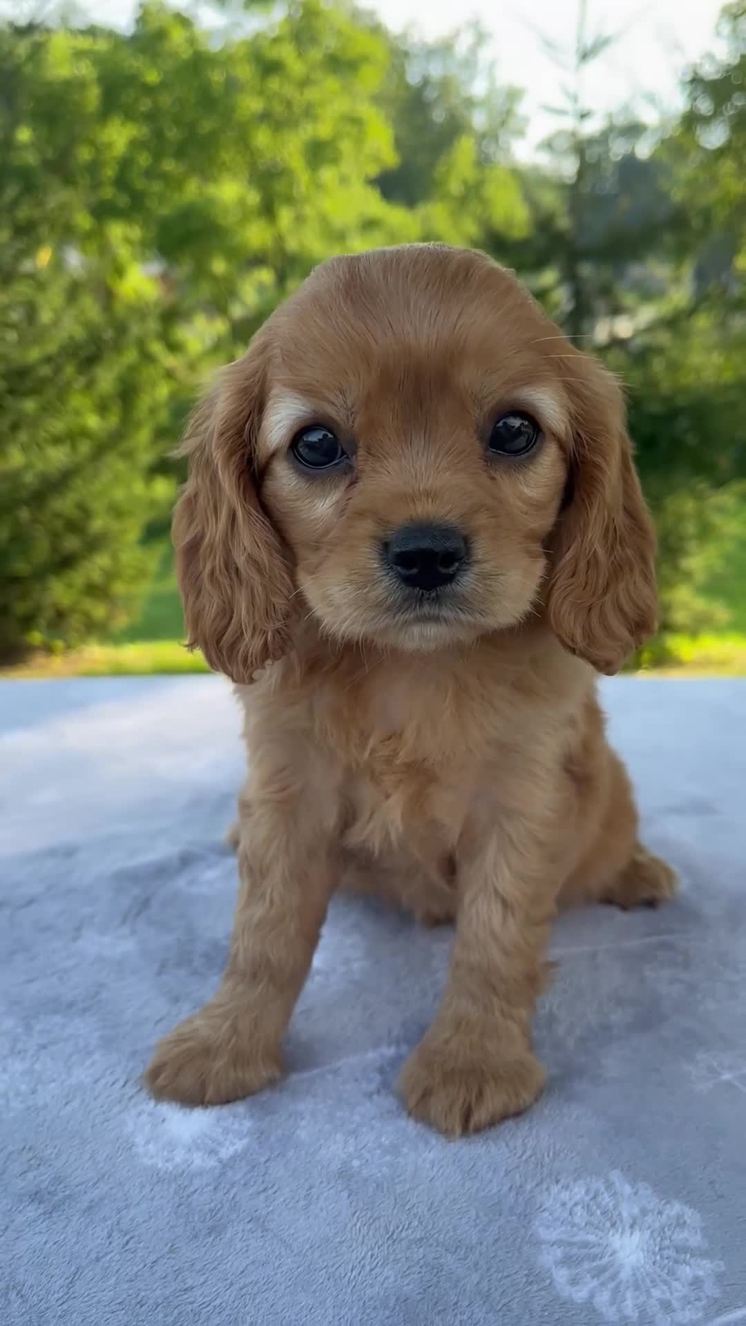 Mixed Breed dogs for sale: Roxy - Video 1