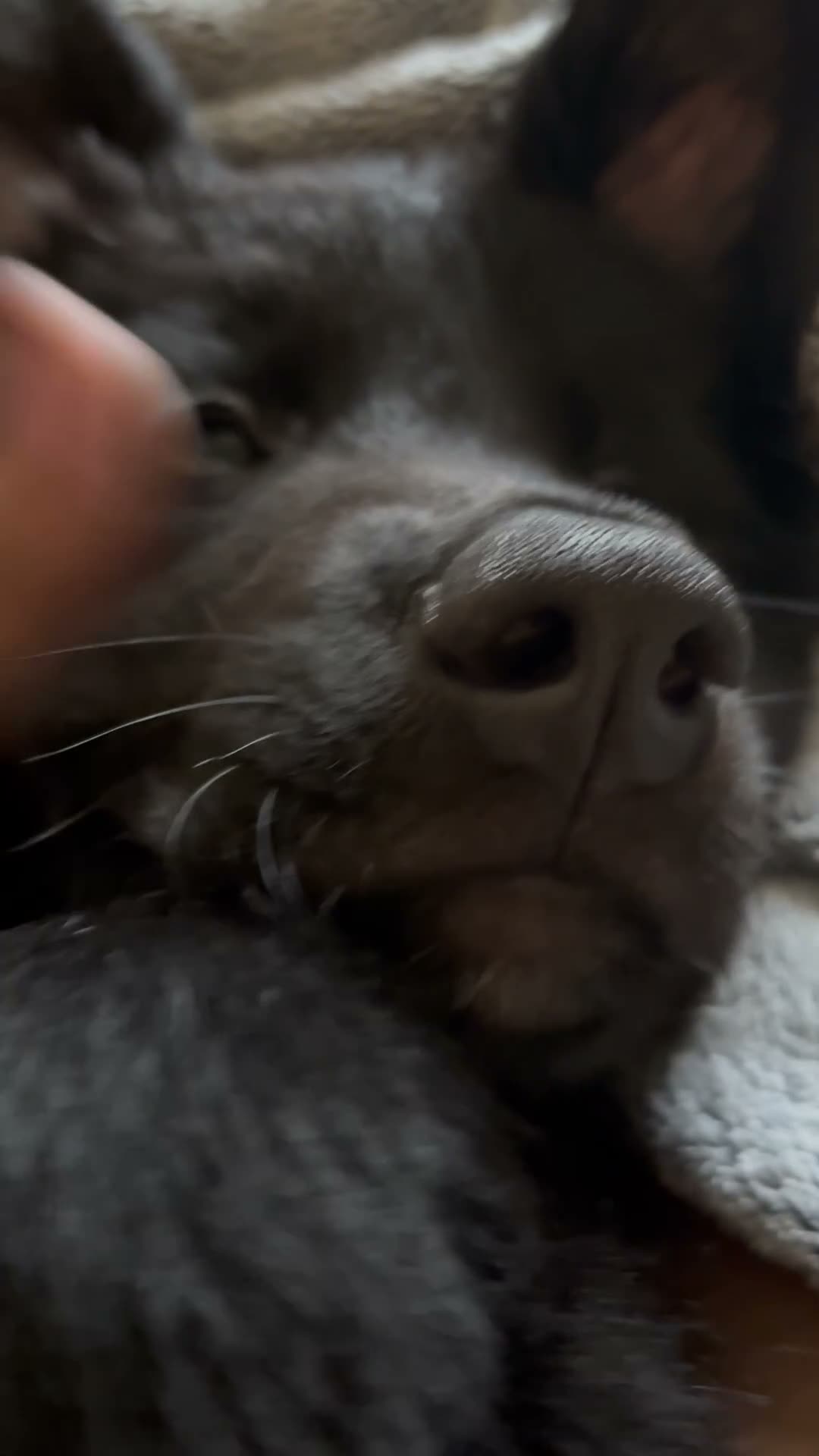 Mixed Breed dogs for sale: Aries - Video 1