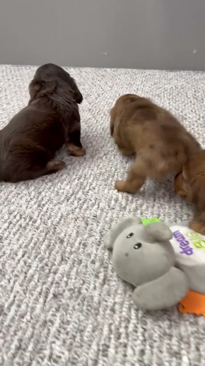 Miniature Dachshund dogs for sale: Felix - Video 2