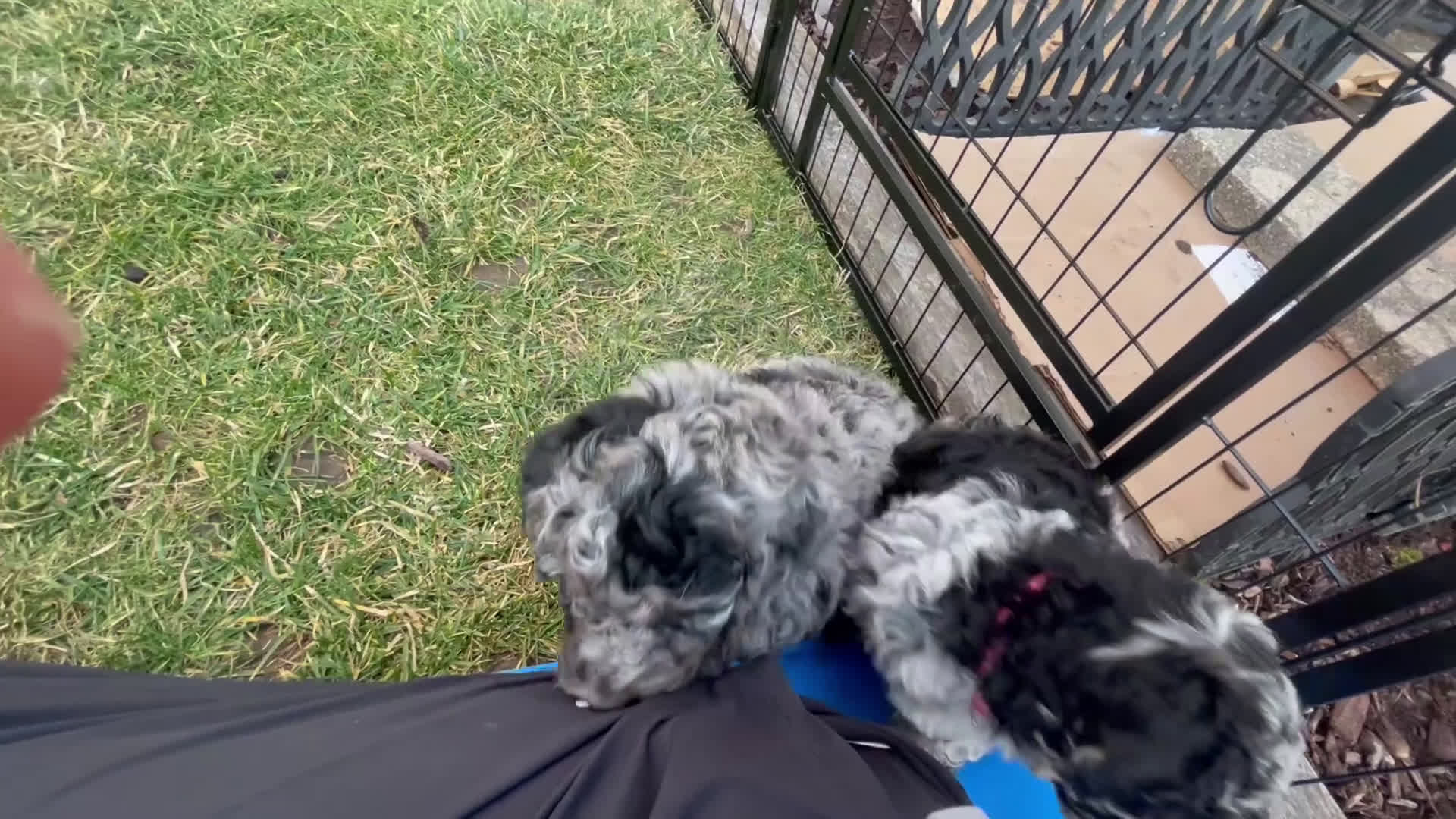 Labradoodle dogs for sale: Comet - Video 1